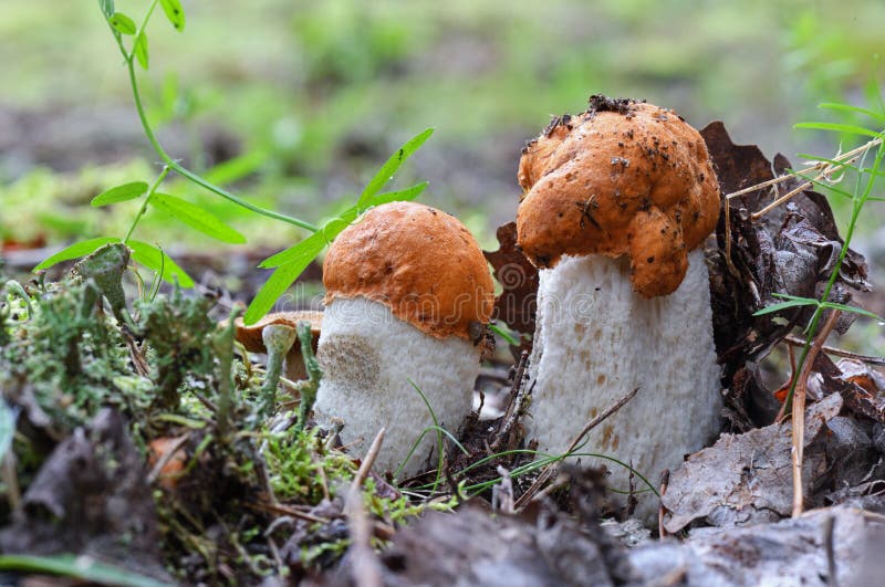 两逗人喜爱的红加盖的scaber偷偷靠近与紧密股白肿的Leccinum aurantiacum 真菌，蘑菇在夏天森林里 免版税库存图片.